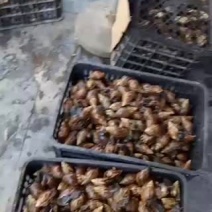 非洲蜗牛玛瑙蜗牛蜗牛黑肉蜗牛有实力接货的联系