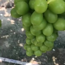 阳光玫瑰阳光玫瑰阳光玫瑰阳光玫瑰阳光玫瑰