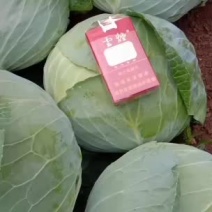 扁包菜大量上市，奥琪娜京丰