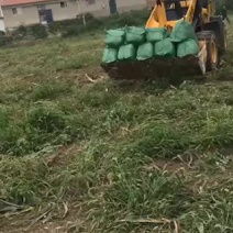 青储玉米人工铡段青储