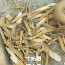 野生牛奶树根鲜20/斤，干40/斤
