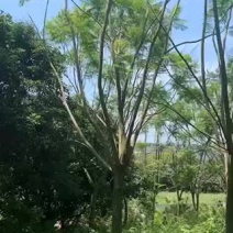 福建15公分蓝花楹基地批发漳州蓝花楹绿化树兰花楹栽培