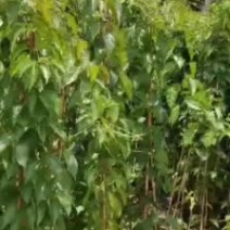 漳州200厘米炮仗花基地批发福建厂家直供