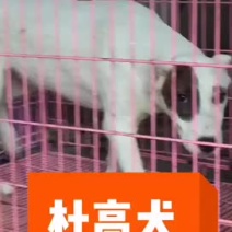 川东马犬下司比特昆明犬杜高犬出售