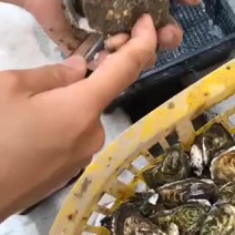 生蚝活鲜烧烤全壳生蚝代加工半壳生蚝批发直销