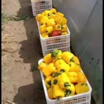 崇礼区特色彩椒