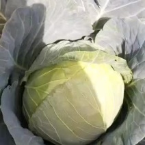 圆包菜，大量上市。。。。