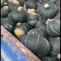 甘肃高原坡地板栗南瓜