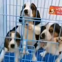 喜欢比格犬速度下单价格不多