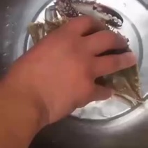新鲜梭子蟹好吃不贵价格实惠