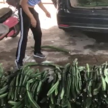 火龙果苗
