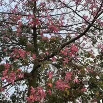 桃树批发