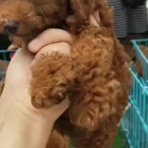 精品泰迪喜欢的下单价格不多