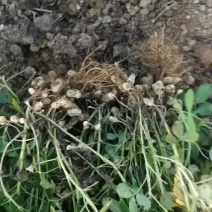 沙土地小白沙花生。上市