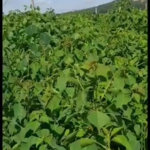 乌桕树苗荒山绿化树苗