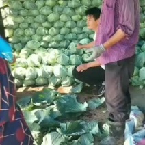 张家口康保县精品扁包菜