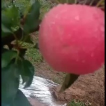 早熟苹果大量上市，有需要的联系