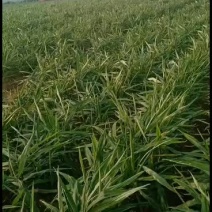 精品大姜预定中，欢迎全国客商前来洽谈