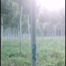 法桐4米高杆发帽法桐