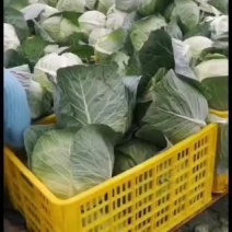 甘蓝要的速度。。。。。