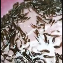 七星鱼苗，大量批发价格美丽！