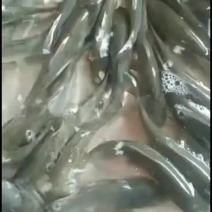 黑鲩鱼苗，大量批发。品种优良欢迎全国客户前来订购