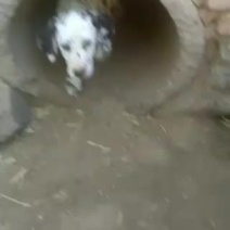 斑点狗，又名大麦盯犬，性格温顺，外观美，