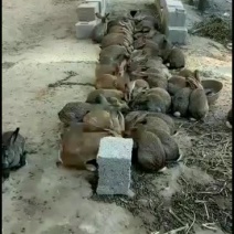 湖北兔子养殖基地出售商品兔，小兔种兔