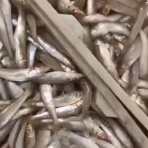 沙丁鱼。新鲜刚上岸
