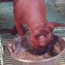 长期繁殖大中小川东大体川东猎犬比特杜高下司