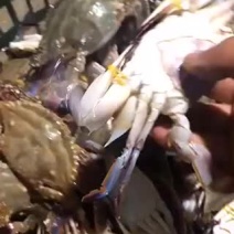 梭子蟹便宜实惠质量特别好