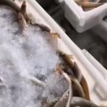 沙丁鱼。新鲜刚上岸