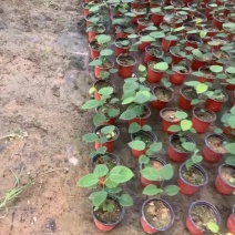 印度紫檀红木紫檀