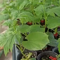 四川苦瓜嫁接苗，抢先预订有优惠，请不要担心栽不活，包运费，