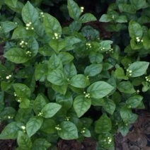 大量茉莉花和栀子花盆栽花和工程花有售如果有需要的朋友可以