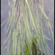 供应水生植物常绿大苦草