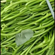 大量精品西瓜红苗上市中