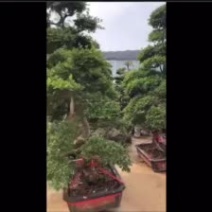 福建精品榆树桩漳州基地榆树桩头盆景榆树桩价格行情