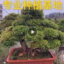 福建供应精品造型赤楠桩景桩头小叶赤楠盆景批发漳州基地