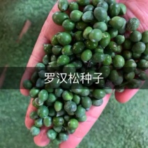 罗汉松种子。罗汉松种子罗汉松鲜果种子