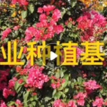 四川造型三角梅报价福建自然形红花三角梅盆景漳州紫色