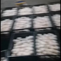 桶装蛋，，网红**桶装鹅蛋，欢迎选购，老特产