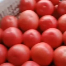 壶关精品大棚西红柿上