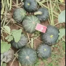内蒙古四子王旗板栗南瓜