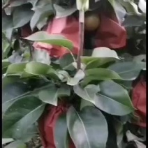 秋月梨快要成熟了，欢迎新老客户致电或者私信联系，价格可谈