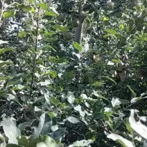 红富士苹果阿克苏冰糖心苹果纸袋十月份出来了