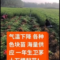 卫矛，卫矛球，卫矛基地，卫矛产地