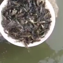 黄骨鱼、黄丫角快大鱼种