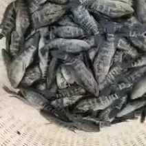 淡水石斑鱼货足货靓！