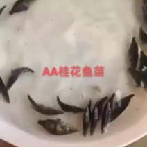 快大桂花鱼！！！！！
